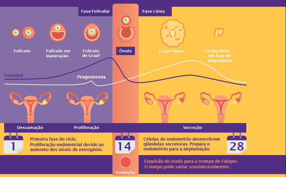 Ovulação, nidação, atraso Menstrual